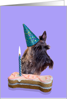 Birthday Card featuring a brindle Scottish Terrier card