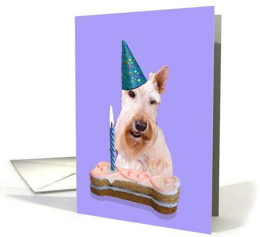 Birthday Card featuring a wheaten Scottish Terrier card (806286)