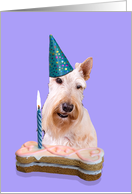 Birthday Card featuring a wheaten Scottish Terrier card