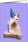 Birthday Card featuring a wheaten Scottish Terrier card