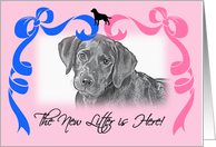 New Litter Announcement - Labrador Retriever card