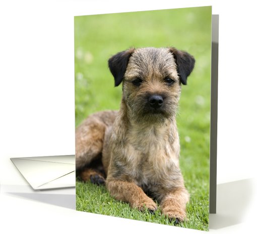 Blank Card featuring a Border Terrier card (817110)