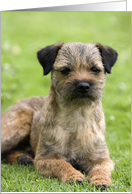 Blank Card featuring a Border Terrier card