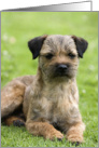 Blank Card featuring a Border Terrier card