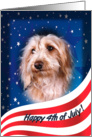 July 4th Card - featuring a wirehaired Dachshund card