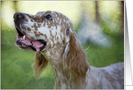 Blank Greeting Card - featuring an English Setter card