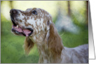 Blank Greeting Card - featuring an English Setter card