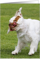 Encouragement Card - featuring a Clumber Spaniel card