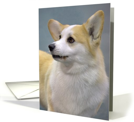 Blank greeting card - featuring a Pembroke Welsh Corgi card (823577)