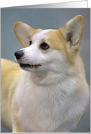 Blank greeting card - featuring a Pembroke Welsh Corgi card