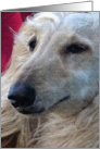 All Occasion Card - featuring artwork of an Afghan Hound card