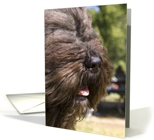 All Occasion Card - featuring a Bouvier des Flandres card (824135)