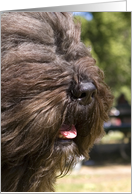 All Occasion Card - featuring a Bouvier des Flandres card