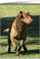 All Occasion Card - featuring a Chesapeake Bay Retriever card