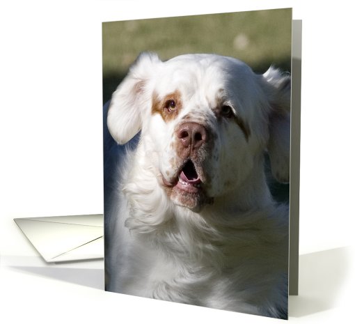 All Occasion Card - featuring a Clumber Spaniel card (824143)