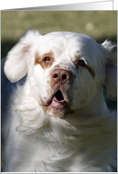 All Occasion Card - featuring a Clumber Spaniel card