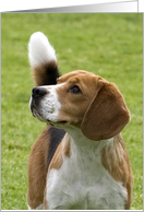 Blank greeting card featuring a thoughtful Beagle card