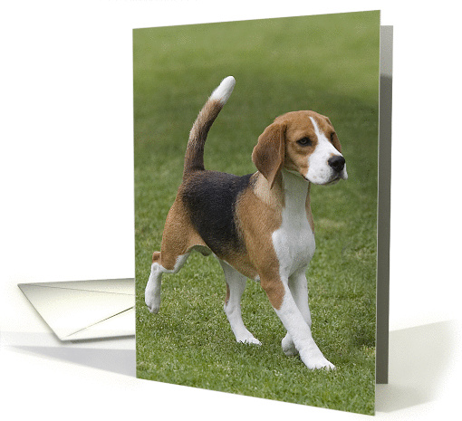Blank greeting card featuring a trotting Beagle card (828344)