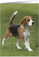 Blank greeting card featuring a trotting Beagle card