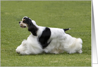 Blank greeting card featuring a parti tri Cocker Spaniel card