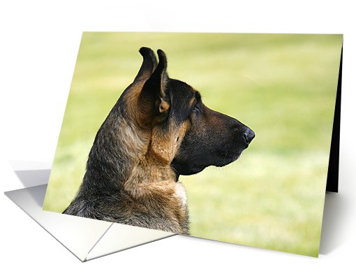 Blank greeting card featuring a young German Shepherd Dog card