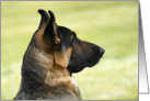 Blank greeting card featuring a young German Shepherd Dog card