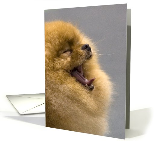HELLO! featuring a silly Pomeranian card (829132)