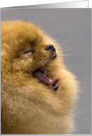 HELLO! featuring a silly Pomeranian card