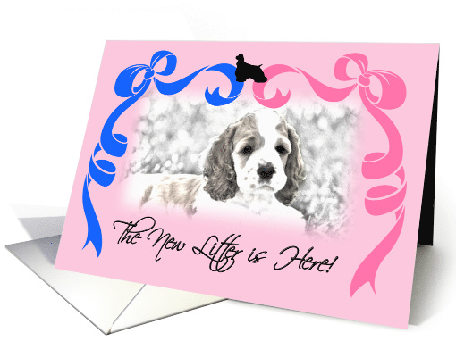 Cocker Spaniel New Litter Announcement card (830374)