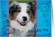 Friendship Day card featuring a blue merle Australian Shepherd card