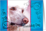 Friendship Day card featuring a white Standard Poodle card