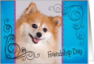 Friendship Day card featuring a Pomeranian card