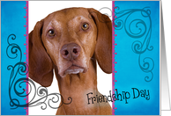 Friendship Day card featuring a Vizsla card