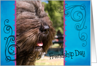 Friendship Day card featuring a Bouvier Des Flandres card