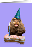 Happy Birthday featuring a chocolate/tan American Cocker Spaniel card