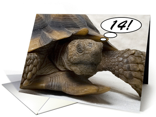 14th Birthday Tortioise card (853198)