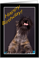 Happy Birthday - featuring a Scottish Terrier card