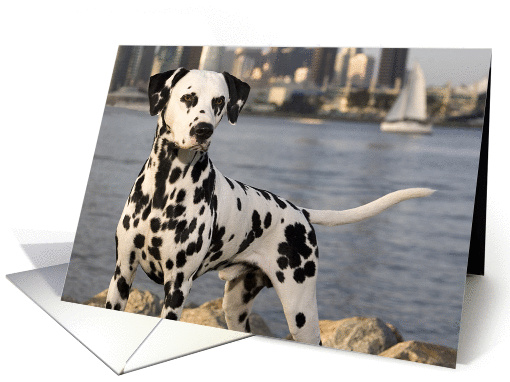 Blank Greeting Card featuring a Dalmatian card (870429)