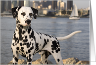 Blank Greeting Card featuring a Dalmatian card