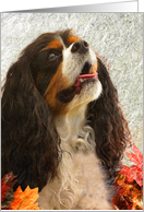 Cavalier King Charles Spaniel - digital artwork rendering card