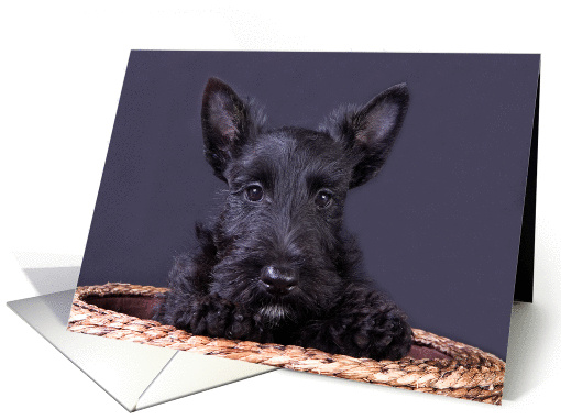 Scottish Terrier Puppy - blank inside card (909885)
