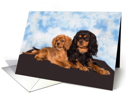 Blank card featuring a pair of Cavalier puppies card (939129)