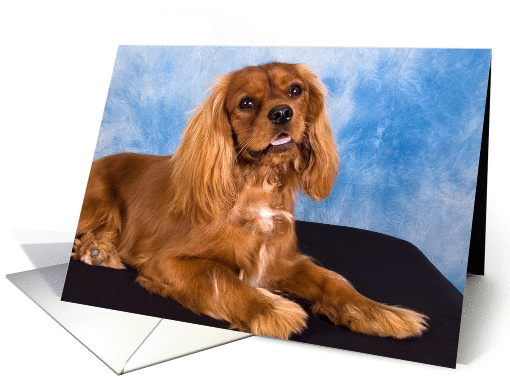 Blank card featuring a ruby Cavalier puppy card (939131)
