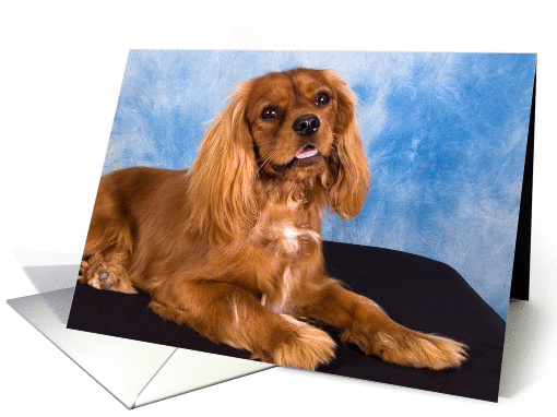 Blank card featuring a ruby Cavalier puppy card (939131)