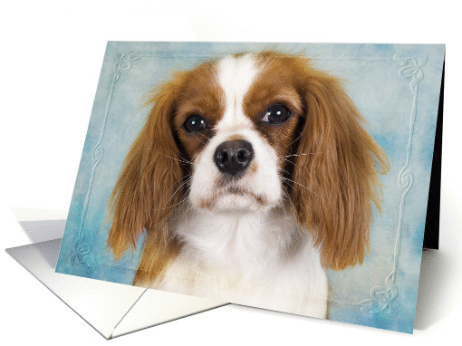 Blank card featuring a blenheim Cavalier King Charles Spaniel card