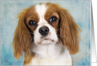 Blank card featuring a blenheim Cavalier King Charles Spaniel card