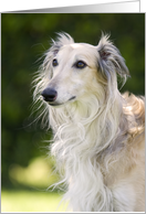 Blank card - featuring a Silken Windhound card