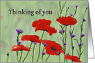 Thinking of you ,Poppies and Bachelor Buttons card