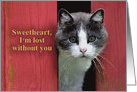 Sweetheart, Lost Without You, Photograph of Cute Cat card