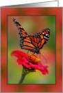 Blank Inside Collage Style, with Photograph of Monarch Butterfly card